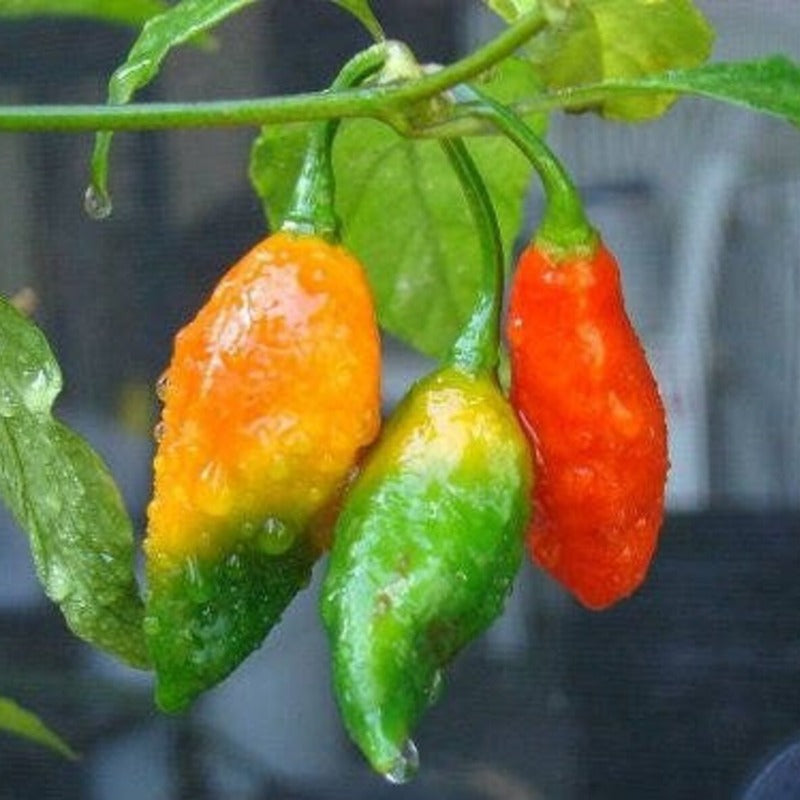 Ghost Pepper Seeds