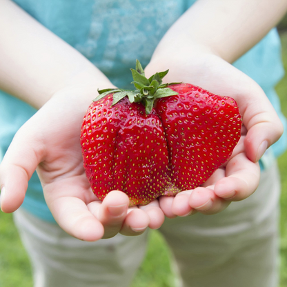 Giant Strawberry Fruit Seeds