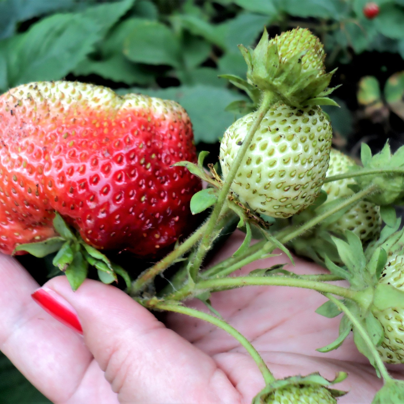 Giant Strawberry Fruit Seeds