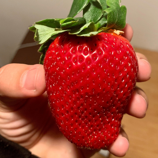 Giant Strawberry Fruit Seeds
