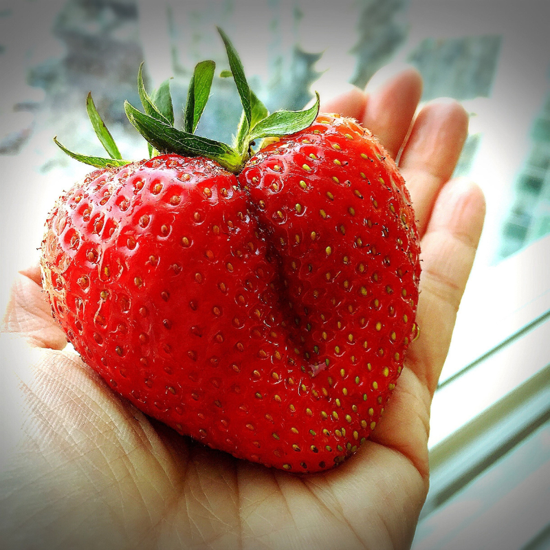 Giant Strawberry Fruit Seeds