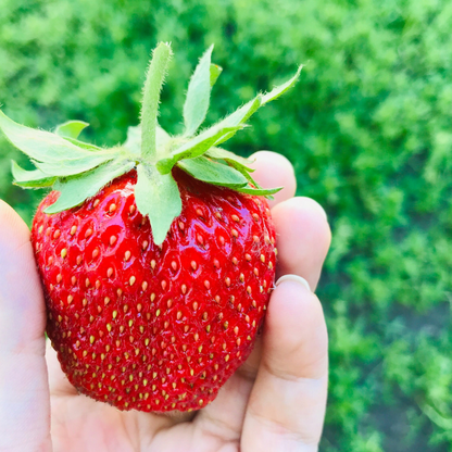 Giant Strawberry Fruit Seeds