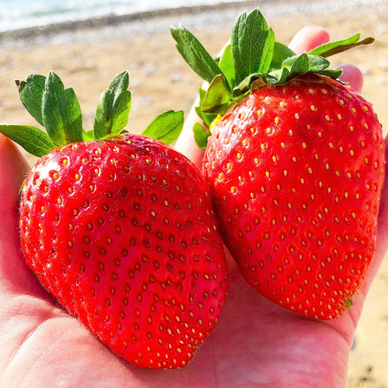 Giant Strawberry Fruit Seeds