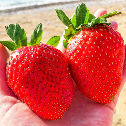 Giant Strawberry Fruit Seeds