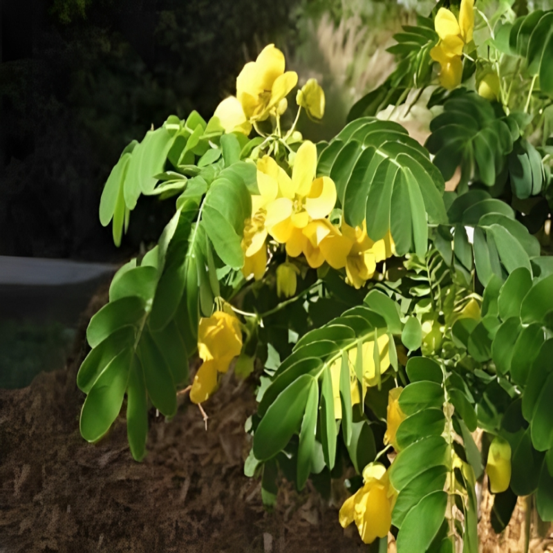 Shining Rain Tree Seeds