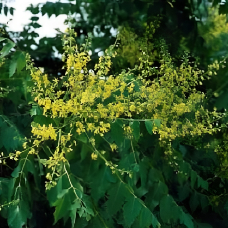 Shining Rain Tree Seeds