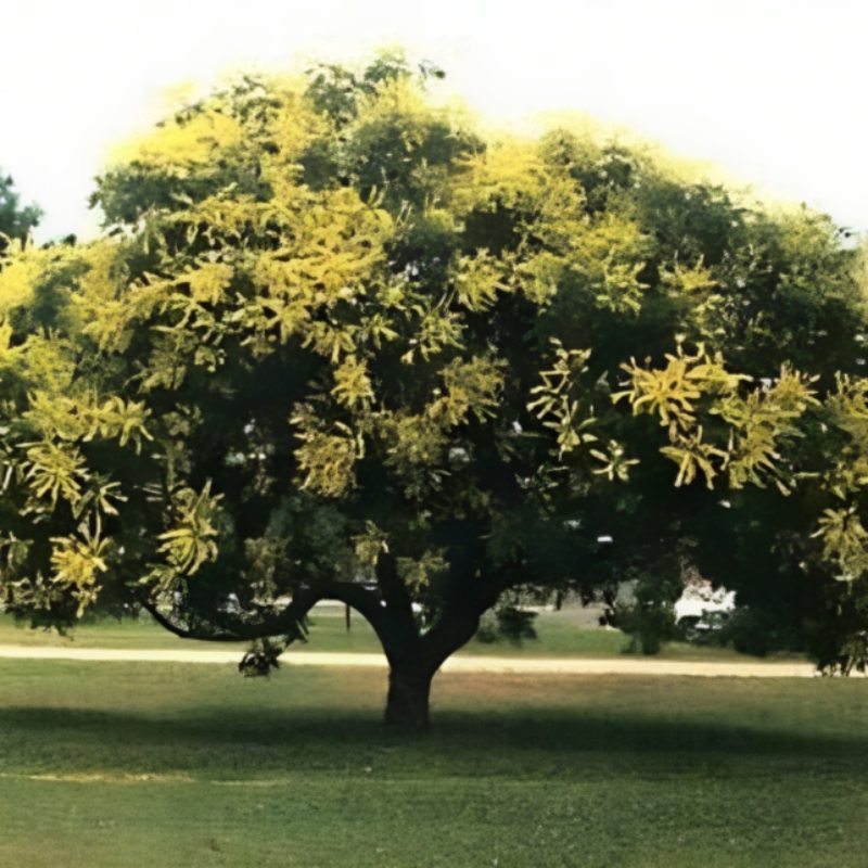 Shining Rain Tree Seeds