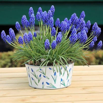 Grape Hyacinth Flower Seeds