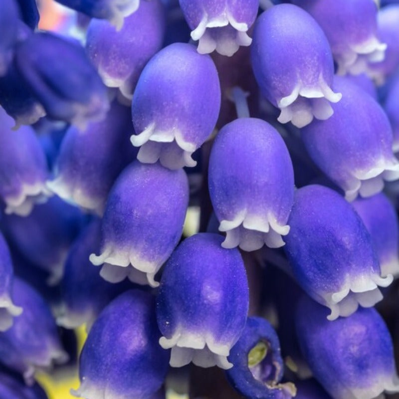 Grape Hyacinth Flower Seeds