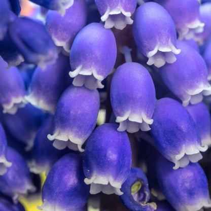 Grape Hyacinth Flower Seeds