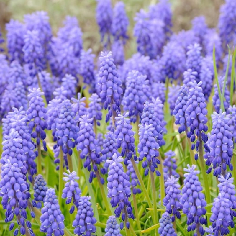 Grape Hyacinth Flower Seeds