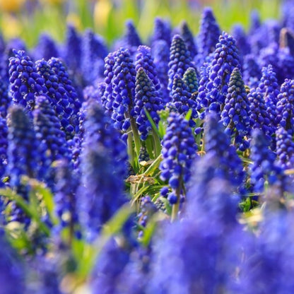 Grape Hyacinth Flower Seeds