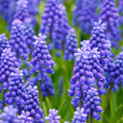 Grape Hyacinth Flower Seeds