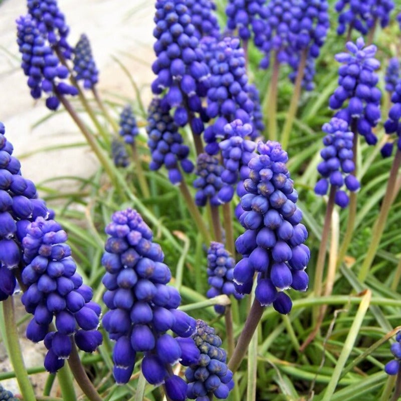 Grape Hyacinth Flower Seeds