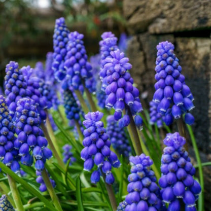 Grape Hyacinth Flower Seeds