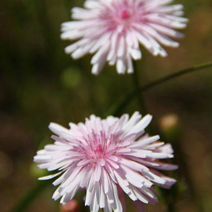 Hawksbeard Flower Seeds