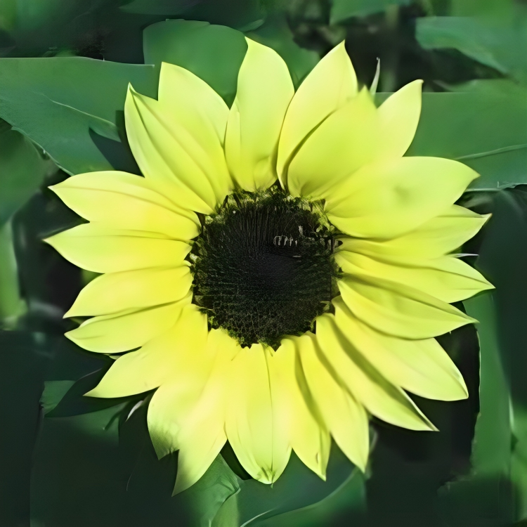 Helianthus Annuus Flower Seeds