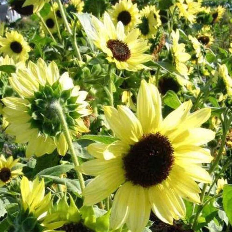 Helianthus Annuus Flower Seeds