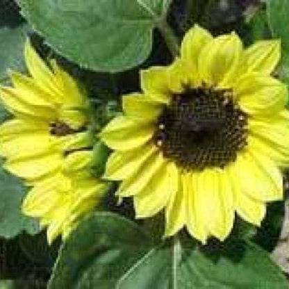 Helianthus Annuus Flower Seeds