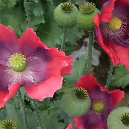 Hens And Chicks Poppy Flower Seeds