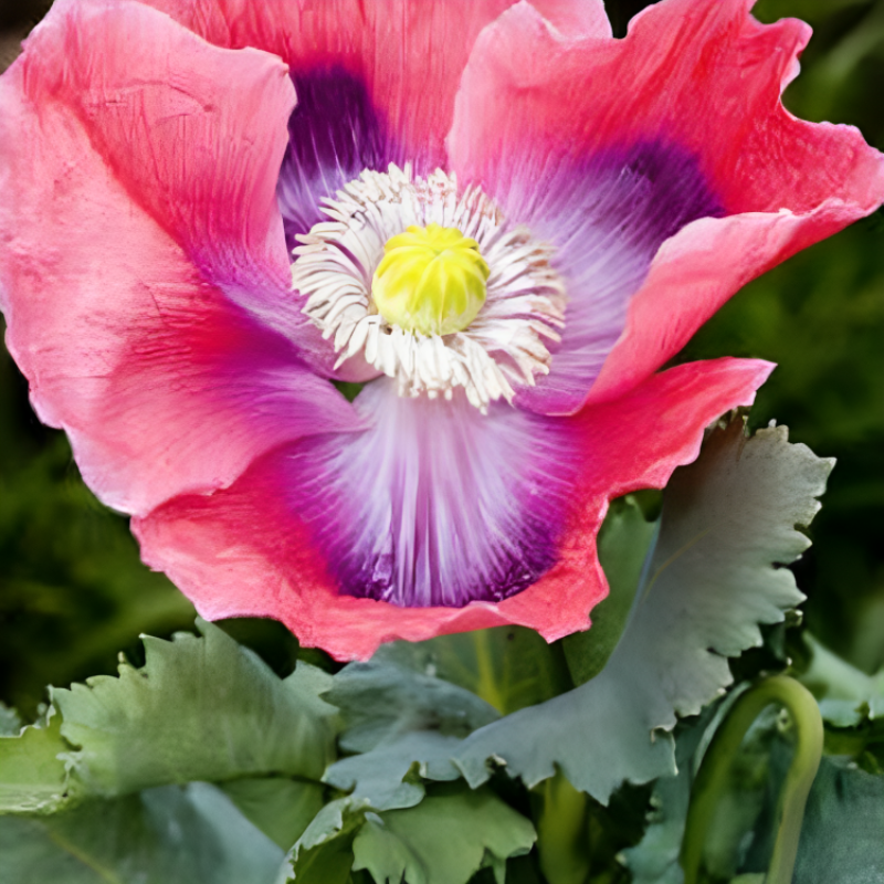 Hens And Chicks Poppy Flower Seeds