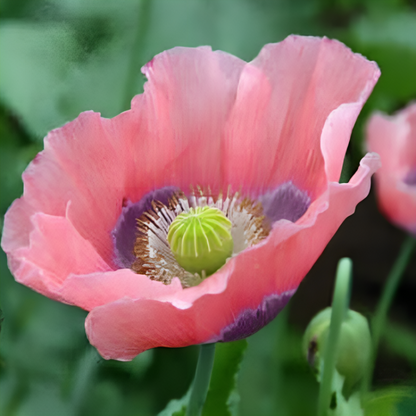 Hens And Chicks Poppy Flower Seeds