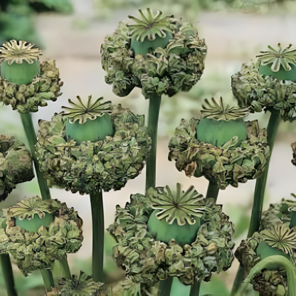 Hens And Chicks Poppy Flower Seeds