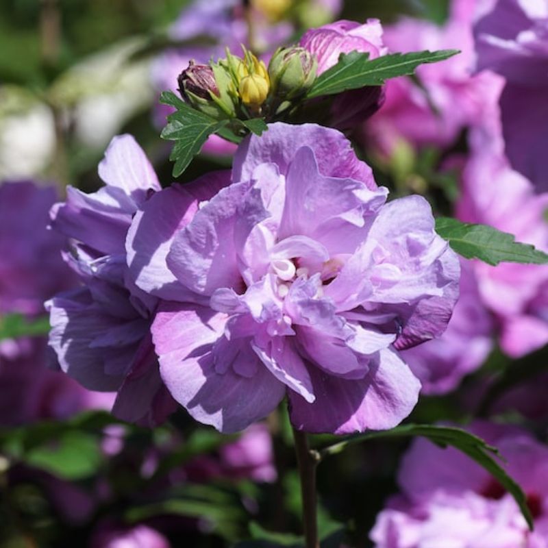 Hibiscus Syriacus Bulk Seeds