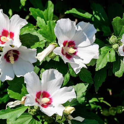 Hibiscus Syriacus Bulk Seeds