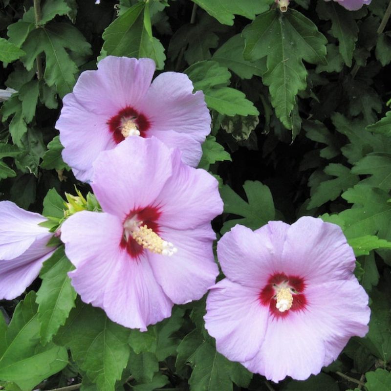 Hibiscus Syriacus Bulk Seeds