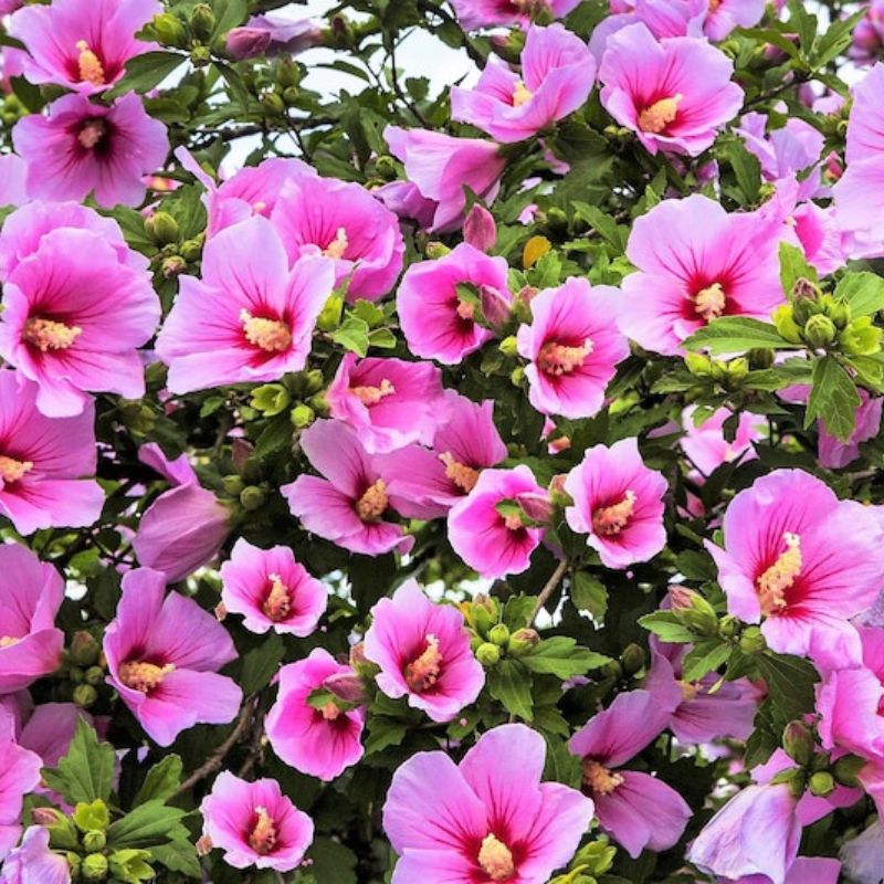 Hibiscus Syriacus Bulk Seeds