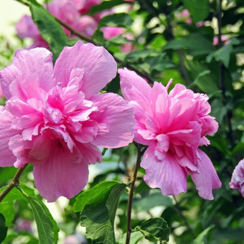 Hibiscus Syriacus Bulk Seeds