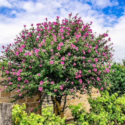 Hibiscus Syriacus Bulk Seeds