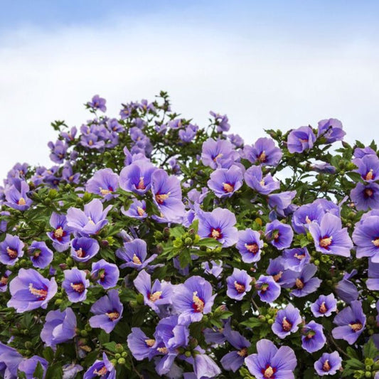 Hibiscus Syriacus Bulk Seeds