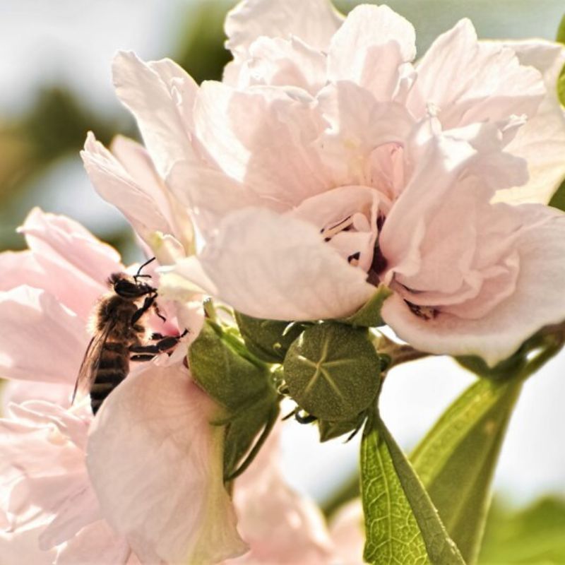 Hibiscus Syriacus Bulk Seeds