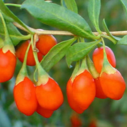 Himalayan Berry Fruit Seeds