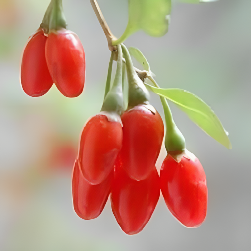 Himalayan Berry Fruit Seeds