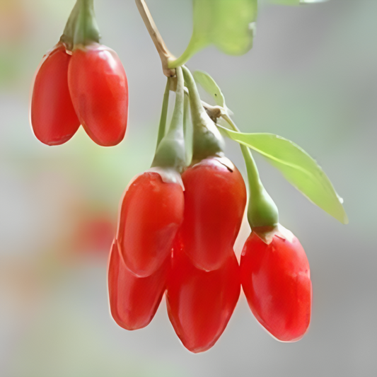 Himalayan Berry Fruit Seeds