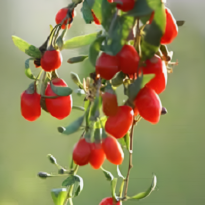 Himalayan Berry Fruit Seeds