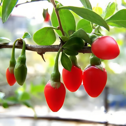 Himalayan Berry Fruit Seeds