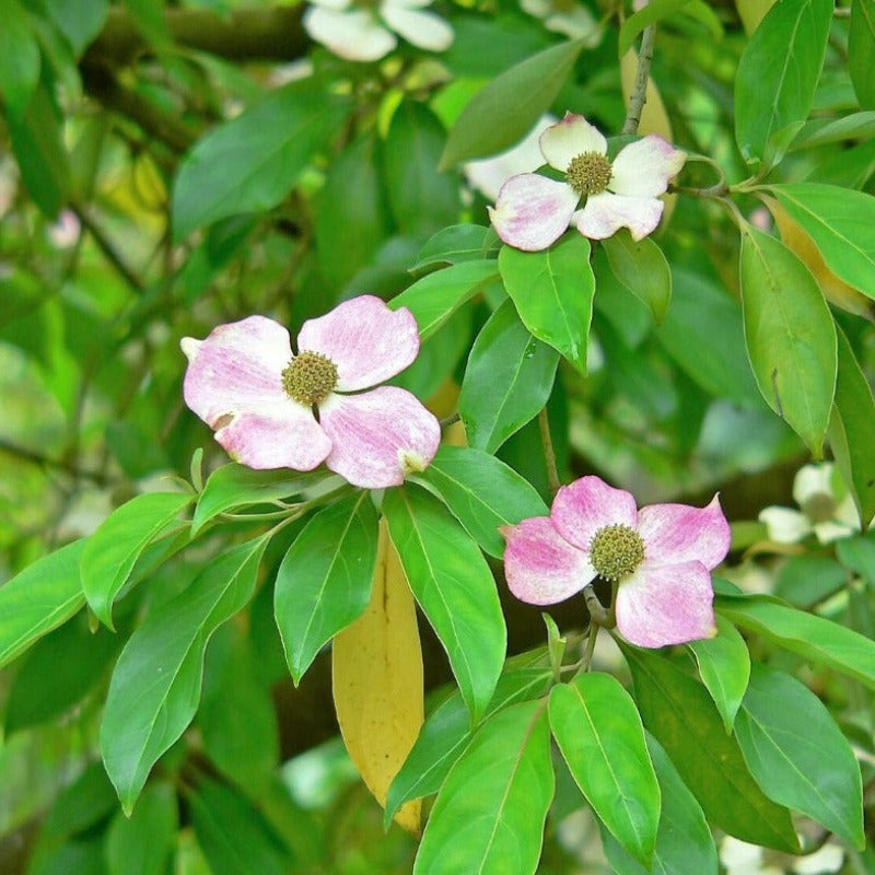 Himalayan Dogwood Tree Seeds