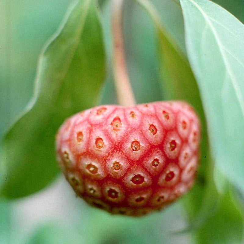 Himalayan Dogwood Tree Seeds