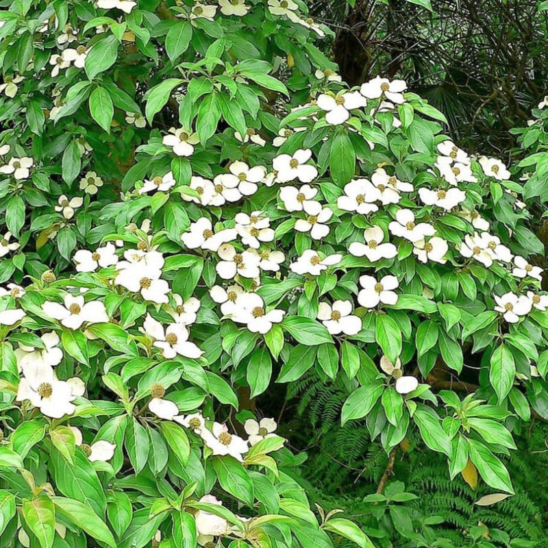 Himalayan Dogwood Tree Seeds