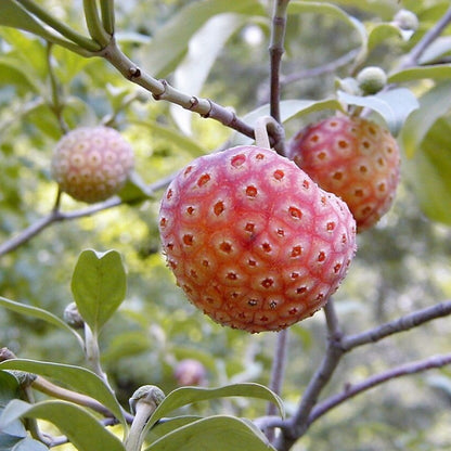 Himalayan Dogwood Tree Seeds