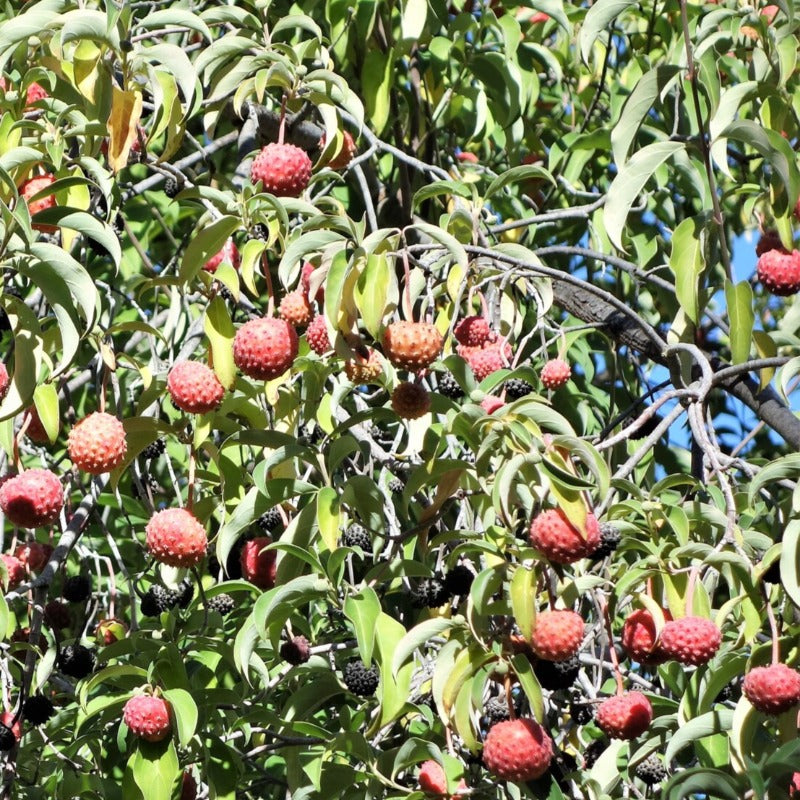 Himalayan Dogwood Tree Seeds