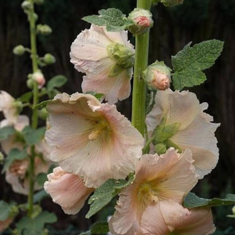 Hollyhock Flower Seeds