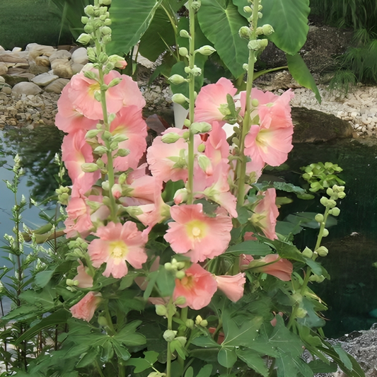 Hollyhock Flower Seeds