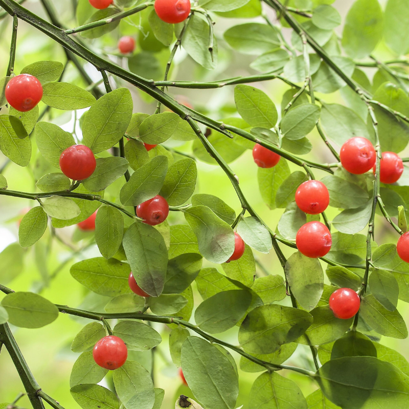 Huckleberry Fruit Seeds