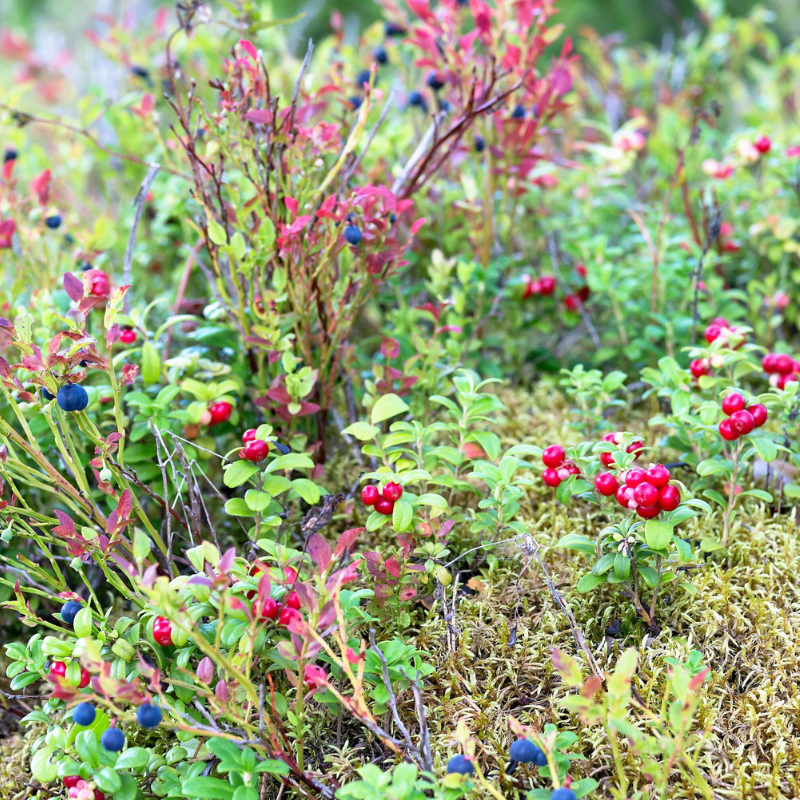 Huckleberry Fruit Seeds