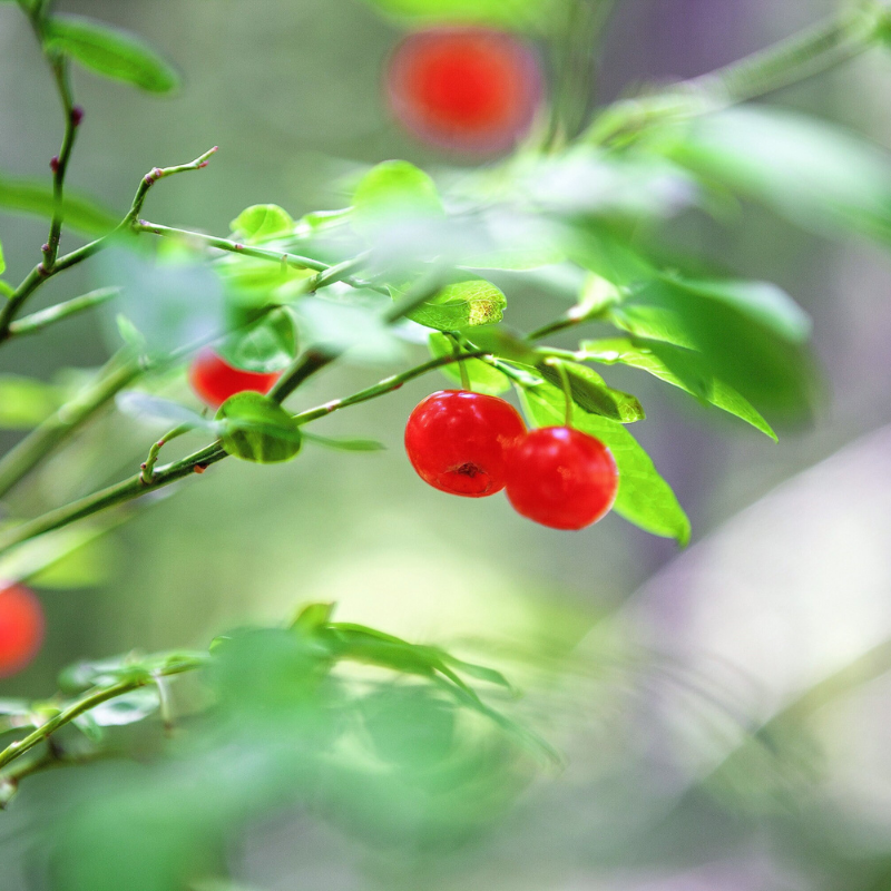 Huckleberry Fruit Seeds